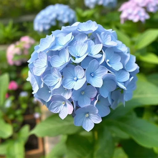 산수국, 이렇게 키우면 됩니다! - 성공적인 재배 핵심